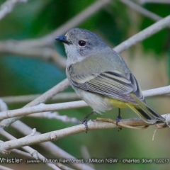 Pachycephala pectoralis (Golden Whistler) at Milton Rainforest Walking Track - 19 Oct 2017 by CharlesDove