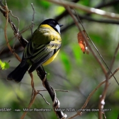 Pachycephala pectoralis at Milton Rainforest - 19 Oct 2017 12:00 AM