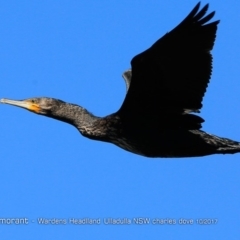 Phalacrocorax carbo (Great Cormorant) at South Pacific Heathland Reserve - 20 Oct 2017 by Charles Dove