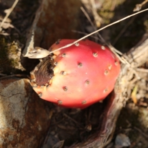 Opuntia stricta at Paddys River, ACT - 15 May 2018