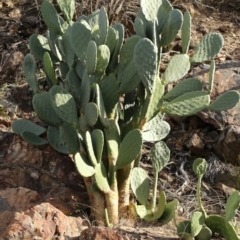 Opuntia stricta at Paddys River, ACT - 15 May 2018