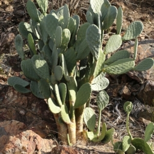 Opuntia stricta at Paddys River, ACT - 15 May 2018