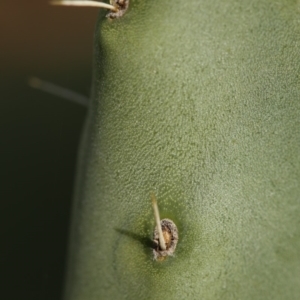 Opuntia stricta at Paddys River, ACT - 15 May 2018