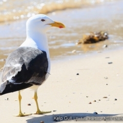 Larus dominicanus (Kelp Gull) at Undefined - 19 Dec 2017 by Charles Dove