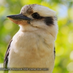 Dacelo novaeguineae (Laughing Kookaburra) at Undefined - 23 Oct 2017 by CharlesDove