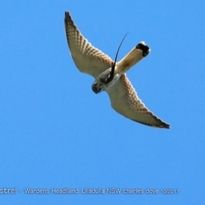 Falco cenchroides at Ulladulla, NSW - 25 Oct 2017 12:00 AM