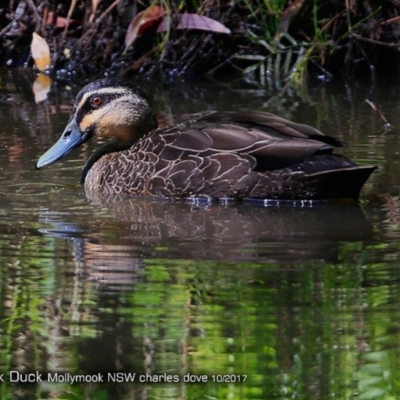 Anas superciliosa (Pacific Black Duck) at Undefined - 22 Oct 2017 by Charles Dove