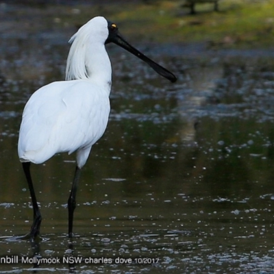 Platalea regia (Royal Spoonbill) at Undefined - 21 Oct 2017 by Charles Dove