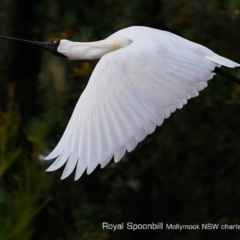 Platalea regia at undefined - 22 Oct 2017 12:00 AM