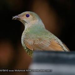 Ptilonorhynchus violaceus (Satin Bowerbird) at Undefined - 22 Oct 2017 by CharlesDove