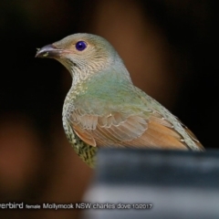 Ptilonorhynchus violaceus (Satin Bowerbird) at Undefined - 21 Oct 2017 by Charles Dove