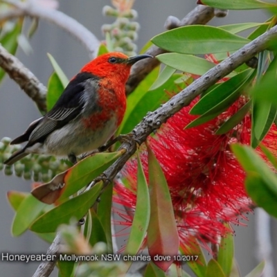 Myzomela sanguinolenta (Scarlet Honeyeater) at Undefined - 25 Oct 2017 by Charles Dove