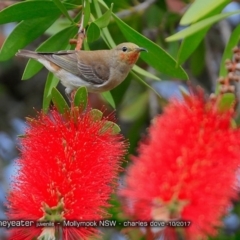 Myzomela sanguinolenta at undefined - 26 Oct 2017 12:00 AM