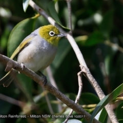 Zosterops lateralis (Silvereye) at Undefined - 23 Oct 2017 by CharlesDove