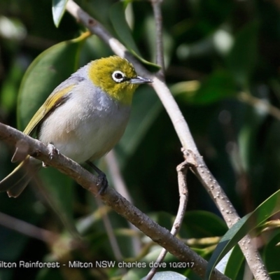 Zosterops lateralis (Silvereye) at Undefined - 23 Oct 2017 by CharlesDove