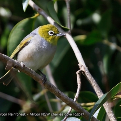 Zosterops lateralis (Silvereye) at Undefined - 22 Oct 2017 by Charles Dove