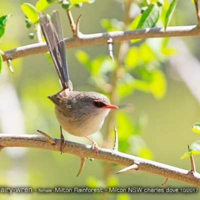 Malurus lamberti (Variegated Fairywren) at Milton Rainforest Walking Track - 19 Oct 2017 by Charles Dove