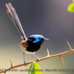 Malurus lamberti at Milton Rainforest Bushcare - 20 Oct 2017 12:00 AM