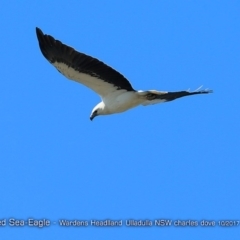Haliaeetus leucogaster (White-bellied Sea-Eagle) at Undefined - 24 Oct 2017 by Charles Dove