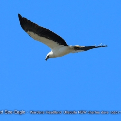 Haliaeetus leucogaster (White-bellied Sea-Eagle) at Undefined - 24 Oct 2017 by Charles Dove