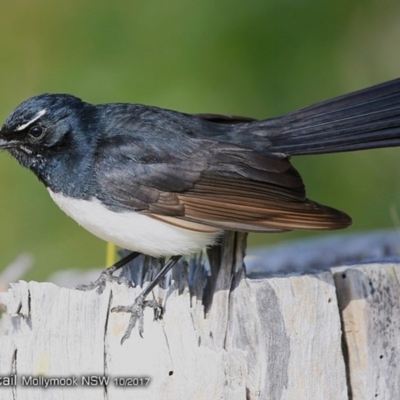 Rhipidura leucophrys (Willie Wagtail) at Undefined - 23 Oct 2017 by CharlesDove