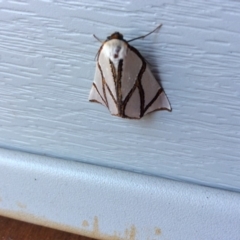 Thalaina clara (Clara's Satin Moth) at Wonboyn, NSW - 22 Apr 2018 by Elizabeth
