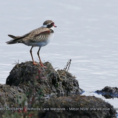 Charadrius melanops (Black-fronted Dotterel) at Undefined - 12 Oct 2017 by CharlesDove