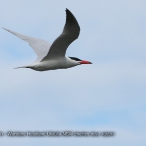 Hydroprogne caspia at undefined - 17 Oct 2017 12:00 AM