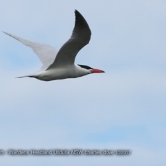 Hydroprogne caspia (Caspian Tern) at Undefined - 16 Oct 2017 by Charles Dove