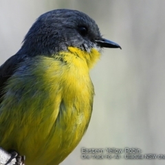 Eopsaltria australis (Eastern Yellow Robin) at Ulladulla Reserves Bushcare - 11 Oct 2017 by Charles Dove