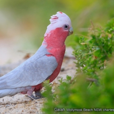 Eolophus roseicapilla (Galah) at Undefined - 13 Oct 2017 by Charles Dove