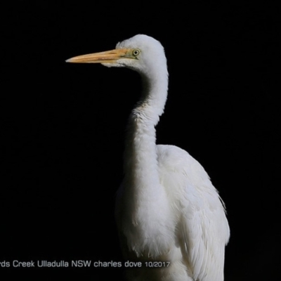 Ardea alba (Great Egret) at Ulladulla, NSW - 10 Oct 2017 by CharlesDove