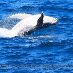 Megaptera novaeangliae (Humpback Whale) at Undefined - 16 Oct 2017 by Charles Dove