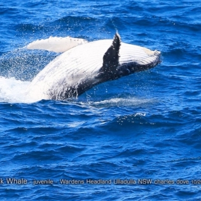 Megaptera novaeangliae (Humpback Whale) at Undefined - 17 Oct 2017 by CharlesDove