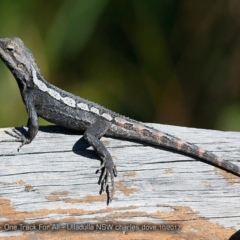 Amphibolurus muricatus (Jacky Lizard) at Ulladulla Reserves Bushcare - 15 Oct 2017 by CharlesDove