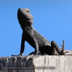 Amphibolurus muricatus at Ulladulla Reserves Bushcare - 16 Oct 2017 12:00 AM