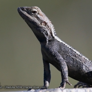 Amphibolurus muricatus at Ulladulla Reserves Bushcare - 16 Oct 2017 12:00 AM