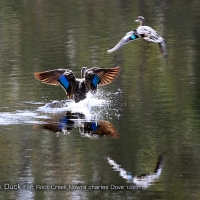 Anas superciliosa (Pacific Black Duck) at Undefined - 12 Oct 2017 by Charles Dove