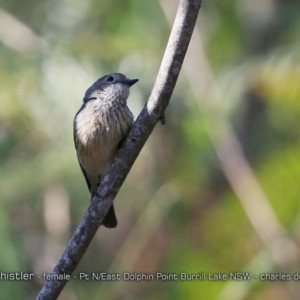 Pachycephala rufiventris at Dolphin Point, NSW - 9 Oct 2017 12:00 AM