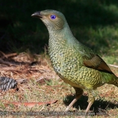 Ptilonorhynchus violaceus (Satin Bowerbird) at Ulladulla, NSW - 10 Oct 2017 by Charles Dove