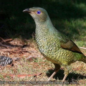 Ptilonorhynchus violaceus at Ulladulla, NSW - 11 Oct 2017 12:00 AM