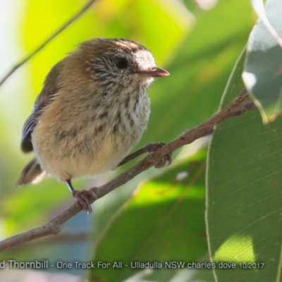 Acanthiza lineata (Striated Thornbill) at Ulladulla, NSW - 8 Oct 2017 by Charles Dove