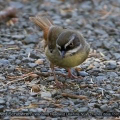 Sericornis frontalis (White-browed Scrubwren) at Coomee Nulunga Cultural Walking Track - 9 Oct 2017 by Charles Dove