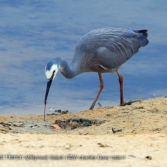 Egretta novaehollandiae (White-faced Heron) at Undefined - 9 Oct 2017 by CharlesDove