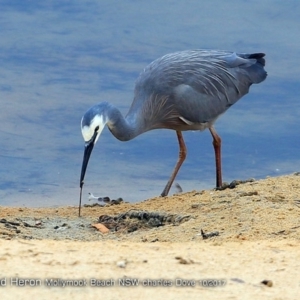 Egretta novaehollandiae at undefined - 9 Oct 2017