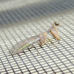 Mantispidae (family) (Unidentified mantisfly) at Conder, ACT - 21 Jan 2018 by MichaelBedingfield