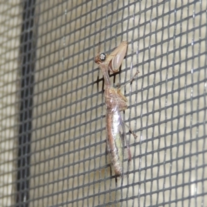 Mantispidae (family) at Conder, ACT - 21 Jan 2018 12:24 AM