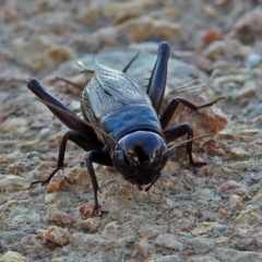 Teleogryllus commodus (Black Field Cricket) at Fyshwick, ACT - 24 May 2018 by RodDeb