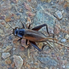 Teleogryllus commodus at Fyshwick, ACT - 24 May 2018 01:15 PM