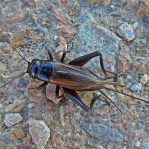 Teleogryllus commodus at Fyshwick, ACT - 24 May 2018 01:15 PM